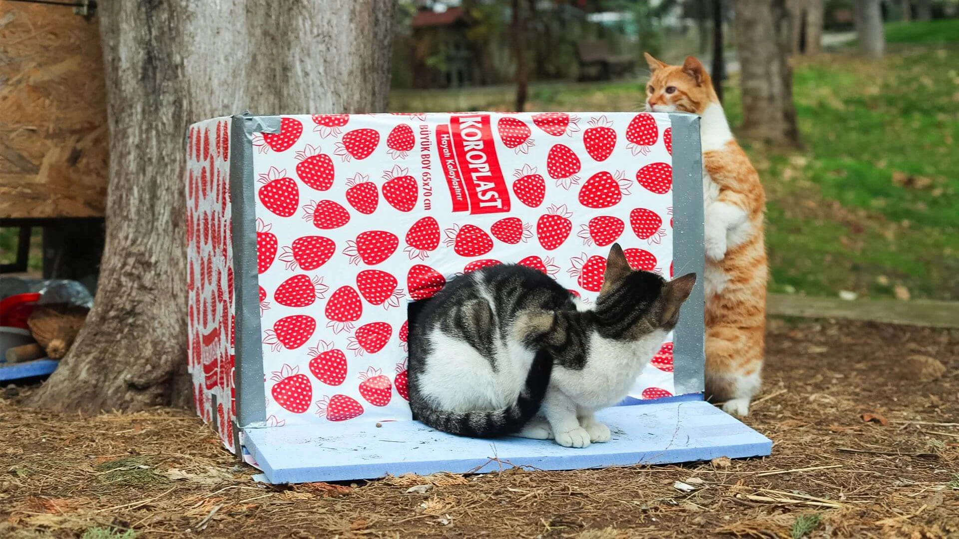 Kedi Evi Nasıl Yapılır?